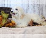 Small Photo #3 Maltipoo Puppy For Sale in SHILOH, OH, USA