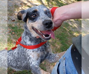 Mutt Dogs for adoption in Yardley, PA, USA