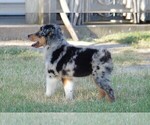 Small Photo #3 Miniature Australian Shepherd Puppy For Sale in STEPHENVILLE, TX, USA