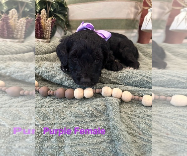 Medium Photo #1 Golden Mountain Doodle  Puppy For Sale in CHOUDRANT, LA, USA