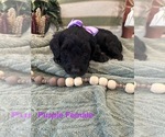 Puppy Purple Female Golden Mountain Doodle
