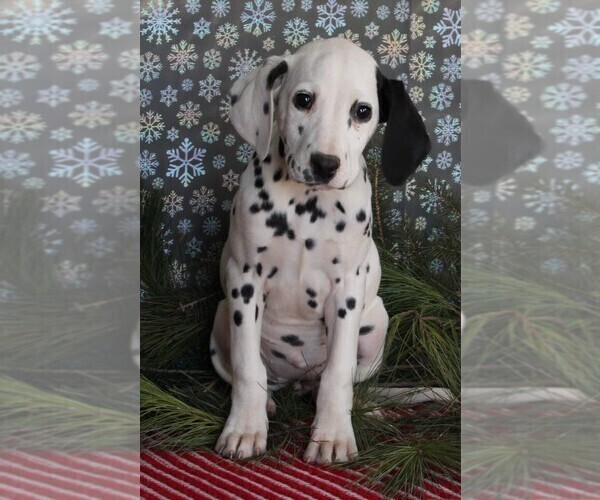 Medium Photo #1 Dalmatian Puppy For Sale in FREDERICKSBURG, OH, USA