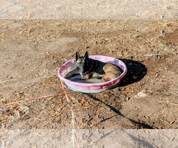 Medium Photo #2 Mutt Puppy For Sale in Orange Grove, TX, USA