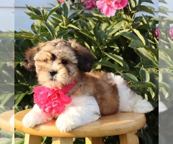 Medium Photo #4 Zuchon Puppy For Sale in THORP, WI, USA