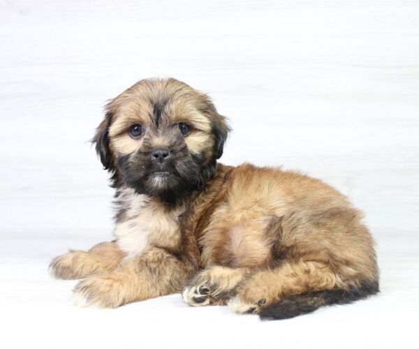 Medium Photo #10 Zuchon Puppy For Sale in LAS VEGAS, NV, USA