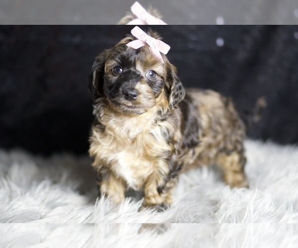 Medium Photo #47 YorkiePoo Puppy For Sale in WARSAW, IN, USA