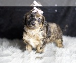 Small #5 YorkiePoo