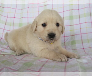 English Cream Golden Retriever Puppy for sale in SHILOH, OH, USA