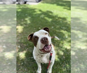 Gumbo - Male American Bulldog-German Shorthaired Pointer Mix Dog for Adoption - Photo #4