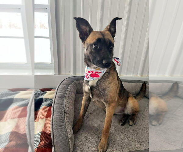 Medium Photo #3 Mutt Puppy For Sale in Osgood, IN, USA