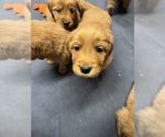 Small #1 Golden Retriever