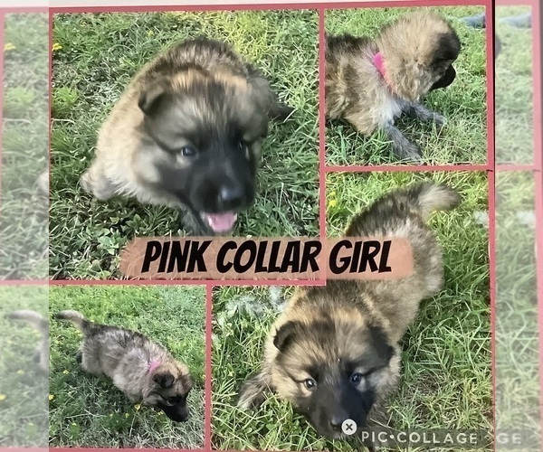 Medium Photo #4 German Shepherd Dog Puppy For Sale in WACO, TX, USA