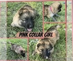 Small #3 German Shepherd Dog