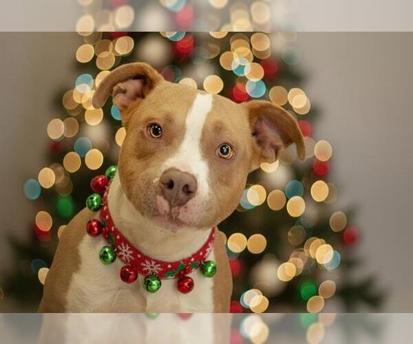 Medium Photo #2 Mutt Puppy For Sale in Belleville, IL, USA