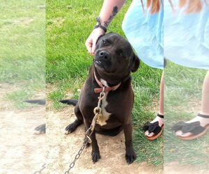 American Pit Bull Terrier Dogs for adoption in Frenchburg, KY, USA