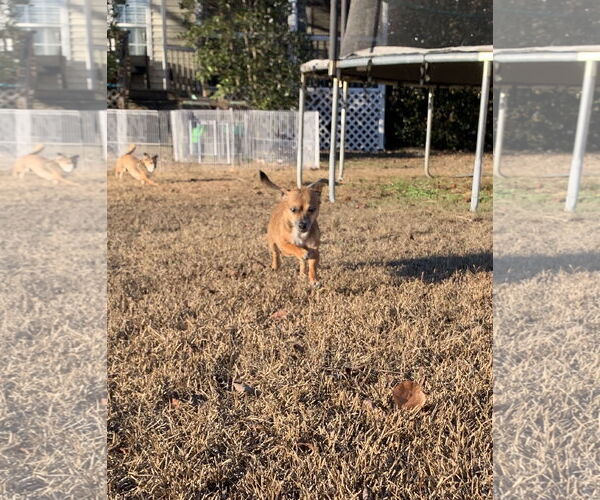 Medium Photo #9 Chihuahua-Unknown Mix Puppy For Sale in Holly Springs, NC, USA