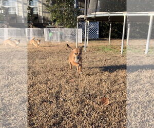 Freya - Female Chihuahua-Unknown Mix Dog for Adoption - Photo #9