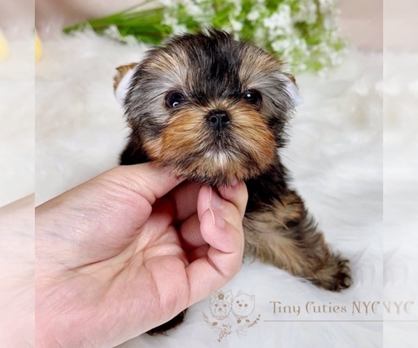 Medium Photo #1 Yorkshire Terrier Puppy For Sale in ASTORIA, NY, USA