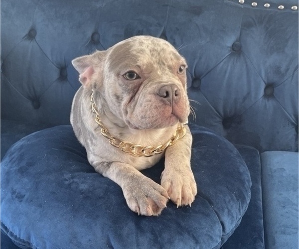 Medium Photo #3 French Bulldog Puppy For Sale in DETROIT, MI, USA