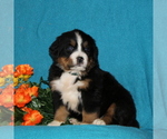 Small Photo #2 Bernese Mountain Dog Puppy For Sale in COCHRANVILLE, PA, USA