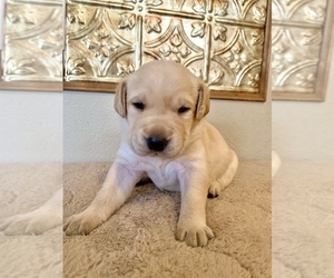 Labrador Retriever Puppy for sale in PHOENIX, AZ, USA
