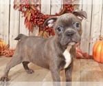 Small Photo #2 Faux Frenchbo Bulldog Puppy For Sale in MOUNT VERNON, OH, USA
