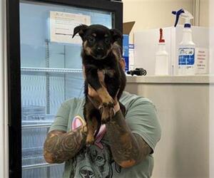 German Shepherd Dog-Unknown Mix Dogs for adoption in Grand Prairie, TX, USA