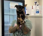 Small German Shepherd Dog Mix