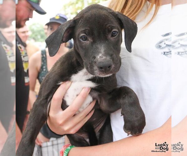 Medium Photo #3 Labrador Retriever-Unknown Mix Puppy For Sale in Washington, DC, USA