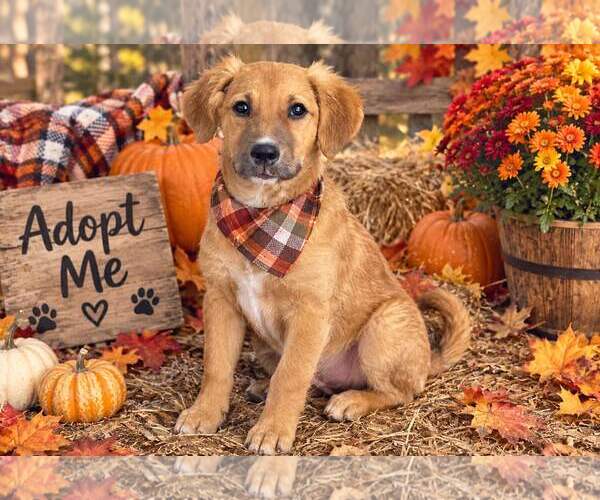Medium Photo #4 - Mix Puppy For Sale in Yardley, PA, USA