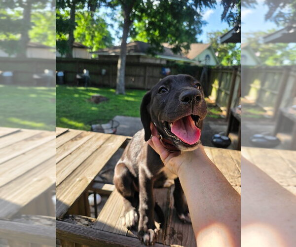Medium Photo #3 Great Dane Puppy For Sale in Bullard, TX, USA