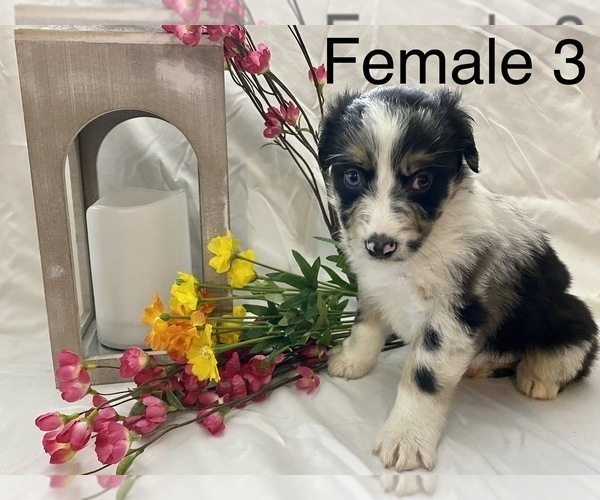 Medium Photo #4 Miniature Australian Shepherd Puppy For Sale in WHITEWATER, MO, USA