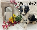 Small Photo #4 Miniature Australian Shepherd Puppy For Sale in WHITEWATER, MO, USA