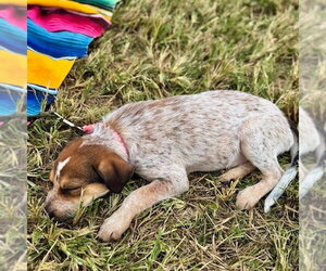 Mutt Dogs for adoption in San Juan Capistrano, CA, USA
