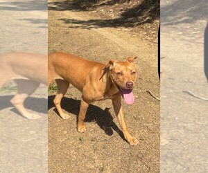 American Pit Bull Terrier-Mutt Mix Dog for Adoption in BUCHANAN, Georgia USA