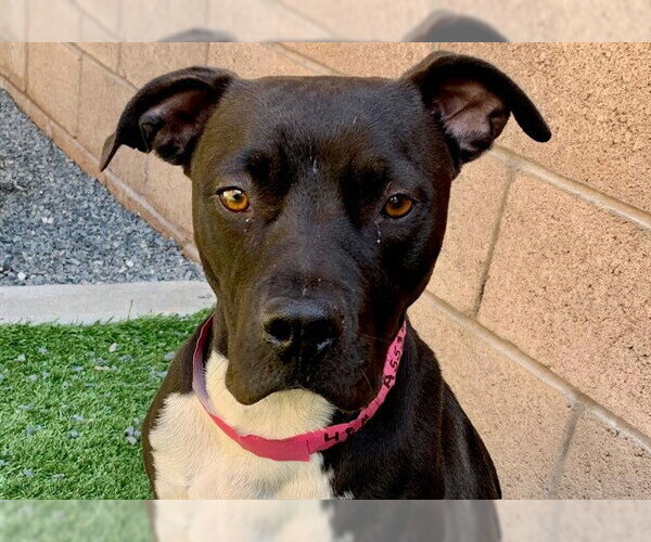 Medium Photo #2 Mutt Puppy For Sale in Moreno Valley, CA, USA