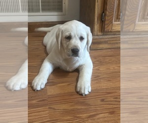 Labrador Retriever Puppy for sale in NEW OXFORD, PA, USA