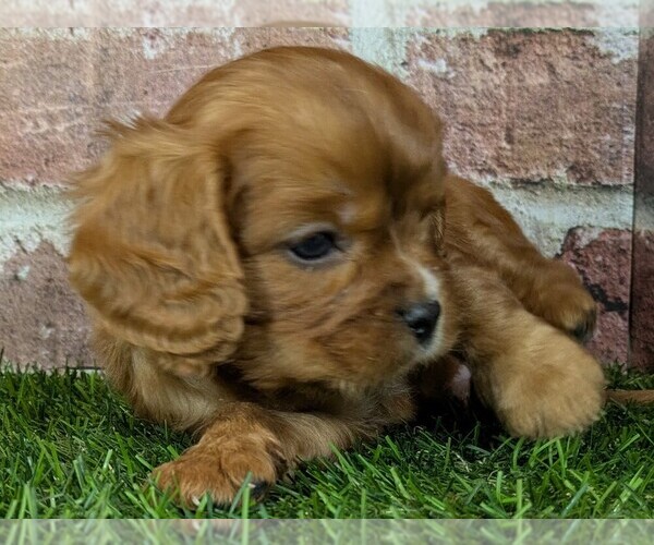 Medium Photo #4 Cavalier King Charles Spaniel Puppy For Sale in MOBERLY, MO, USA
