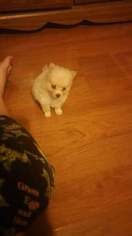 Pomeranian Puppy for sale in ROXBORO, NC, USA