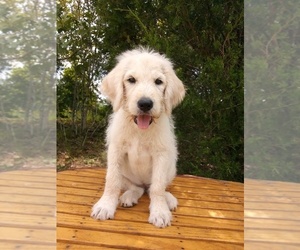 Labradoodle Puppy for sale in HURRICANE MILLS, TN, USA