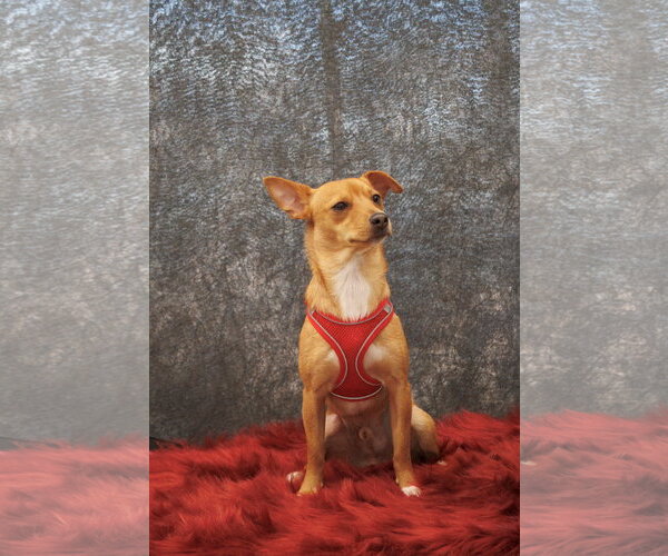 Medium Photo #2 Chihuahua-Unknown Mix Puppy For Sale in Morganville, NJ, USA