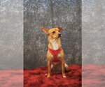 Small #1 Chihuahua Mix