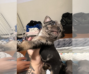 French Bulldog Puppy for sale in BOSTON, MA, USA