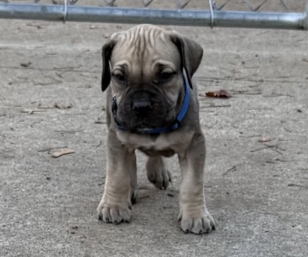 Medium Photo #2 Boerboel Puppy For Sale in WARREN, MI, USA