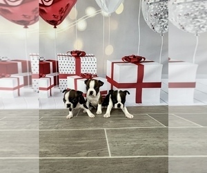 Boston Terrier Puppy for Sale in EWING, Kentucky USA