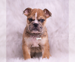Small Photo #22 English Bulldog Puppy For Sale in WARSAW, IN, USA