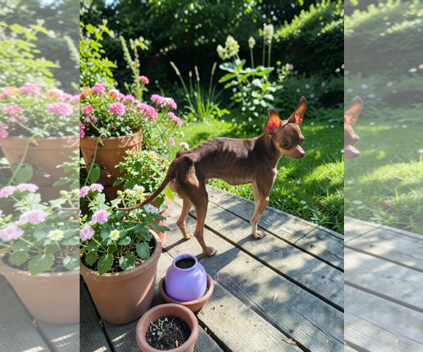 Medium Photo #3 Chihuahua Puppy For Sale in McKinney, TX, USA