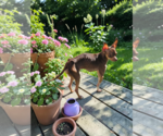 Small #2 Chihuahua