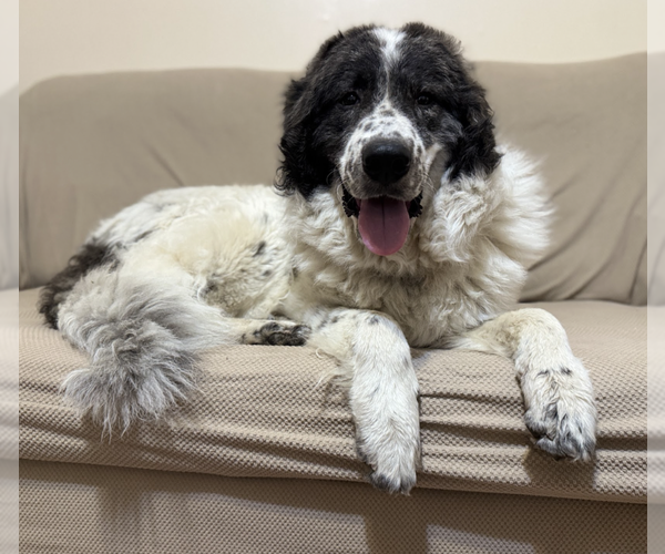 Medium Photo #5 Great Pyrenees-Unknown Mix Puppy For Sale in Brooklyn, NY, USA