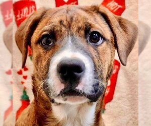Labrador Retriever-pomeranian spitz Mix Dogs for adoption in Canton, CT, USA
